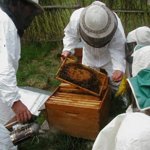 Initiation à l'apiculture