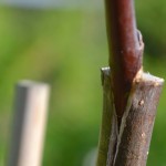 greffe-greffage-arbre