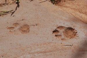 1200px-serengeti_tanzania_2330975531