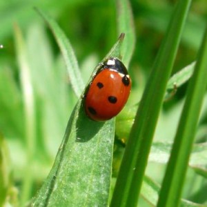 Exposition itinérante ‘‘Regard sur les forêts normandes‘‘