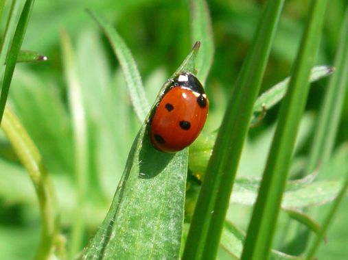 interet-coccinelle-introduction