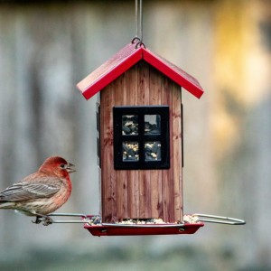 Atelier en famille : Cabane à oiseaux