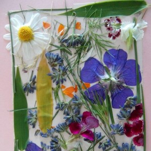 herbier