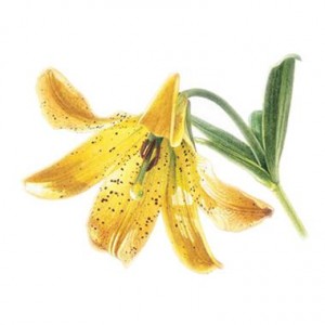 initiation-illustration-botanique