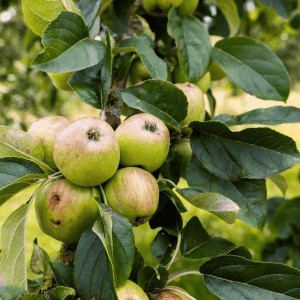 Atelier petite enfance : Pommes
